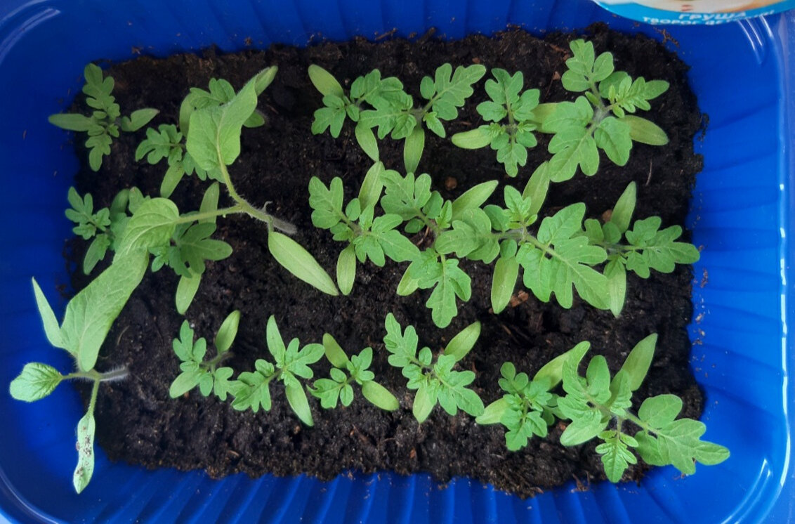 Рассада помидоров 