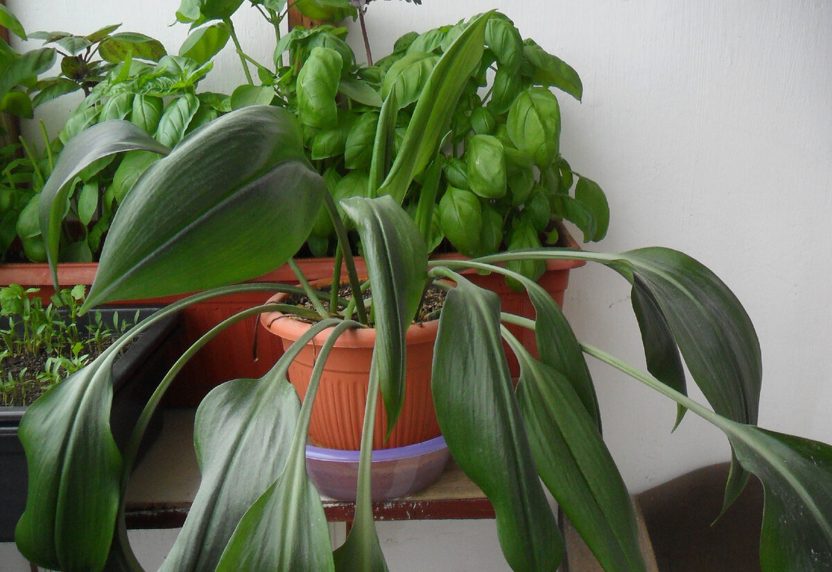 Горшок с бывшими луковицами-детками Эухариса