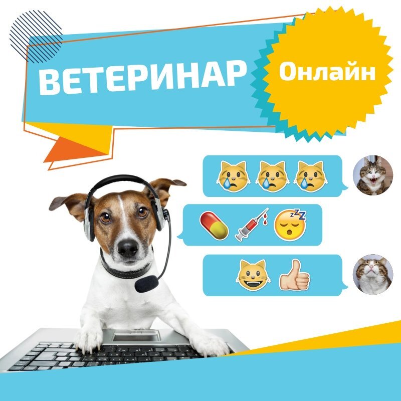 Круглосуточная ветеринарная помощь. Номер ветеринара. Консультация ветеринара. Консультация ветеринара по телефону. Ветеринарная консультация.