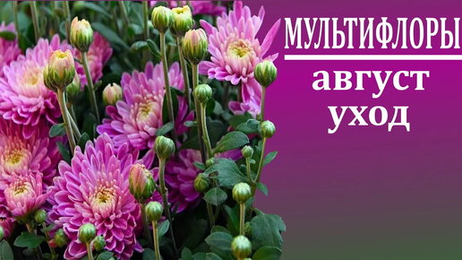 Чем подкормить мультифлоры в августе