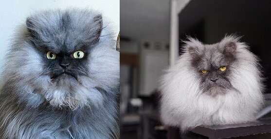 Странные породы кошек