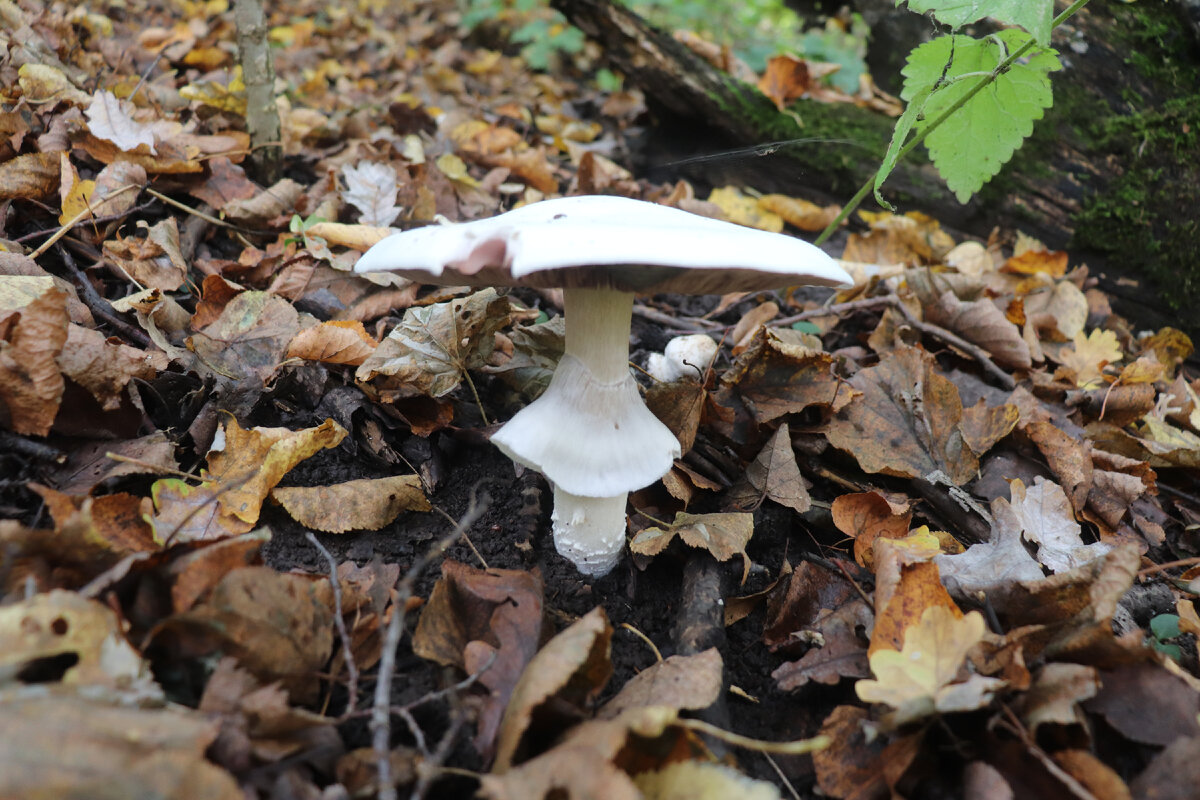 Шампиньон двуспоровый (Agaricus bisporus) популярный съедобный гриб, до недавнего времени, испортил себе репутацию после проведения исследований на мышах.-2