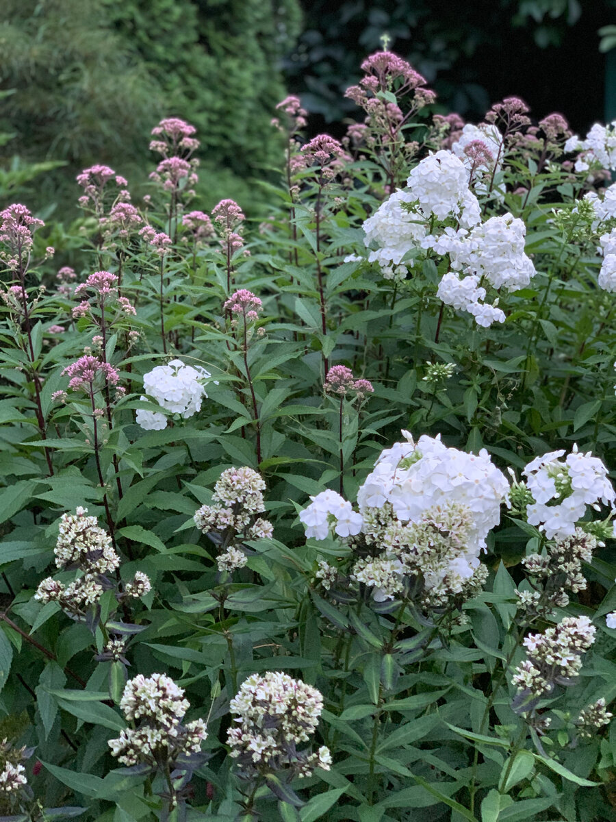 1)Флокс метельчатый ‘Пуэ филингс’ (Phlox paniculata ‘Pure Fillings’). R. van Haalen, 2007, -; 80; С.; 2) Флокс метельчатый ‘Давид’, Phlox paniculata David, белый 2002 лучший многолетник года; 3) Посконник maculatum ‘Purple Bush’