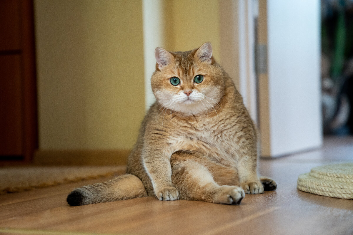 Хосико - золотой шотландский прямоухий кот (скоттиш-страйт), мальчик. Родился 4 августа 2014 года в России, в городе Тула, после того как он обрел свою семью, живет в Москве.-1-2