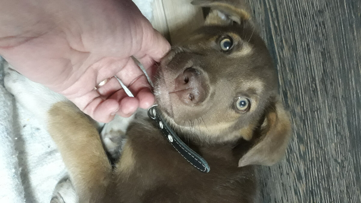 Шоколадный красавец 