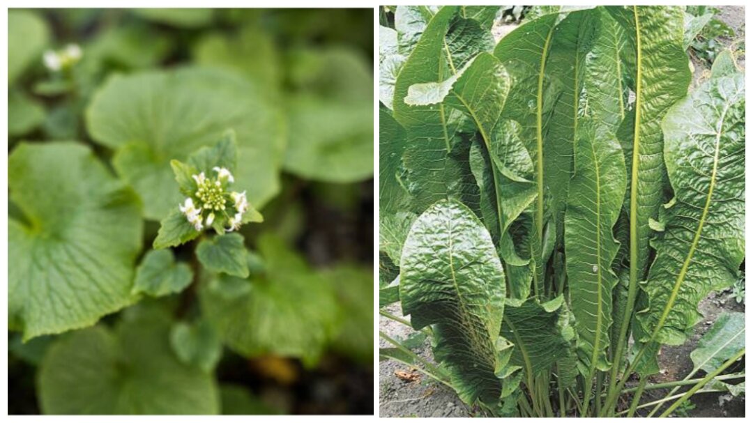 Слева - трава васаби, справа - обыкновенный хрен / коллаж автора