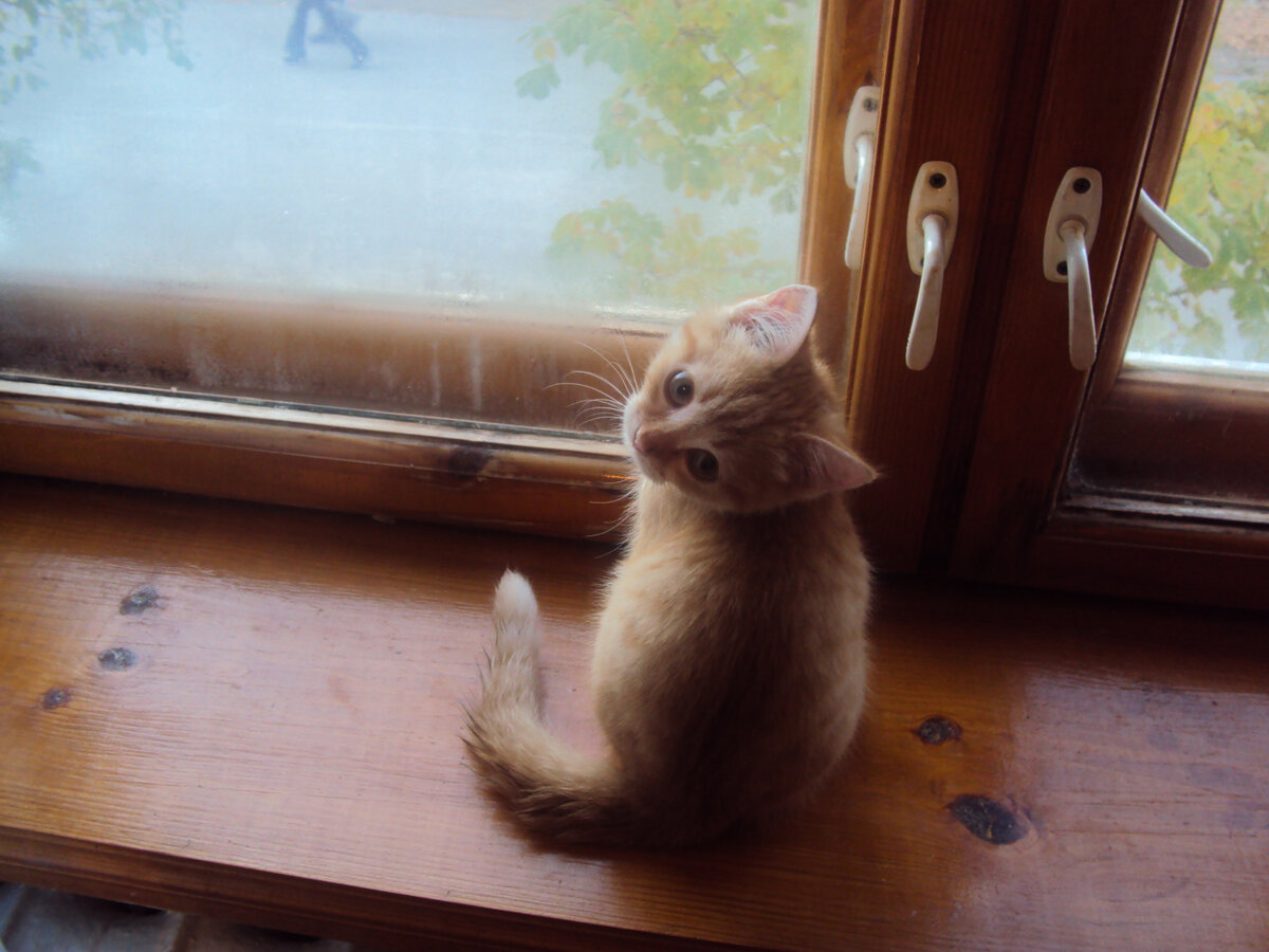 Персик ) из семейного архива