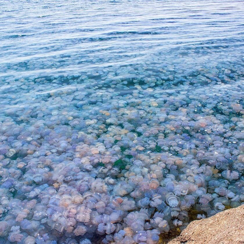 Медузы у берега моря. Тарханкут медузы. Оленевка медузы. Мыс Тарханкут медузы. Корнерот Тарханкут.