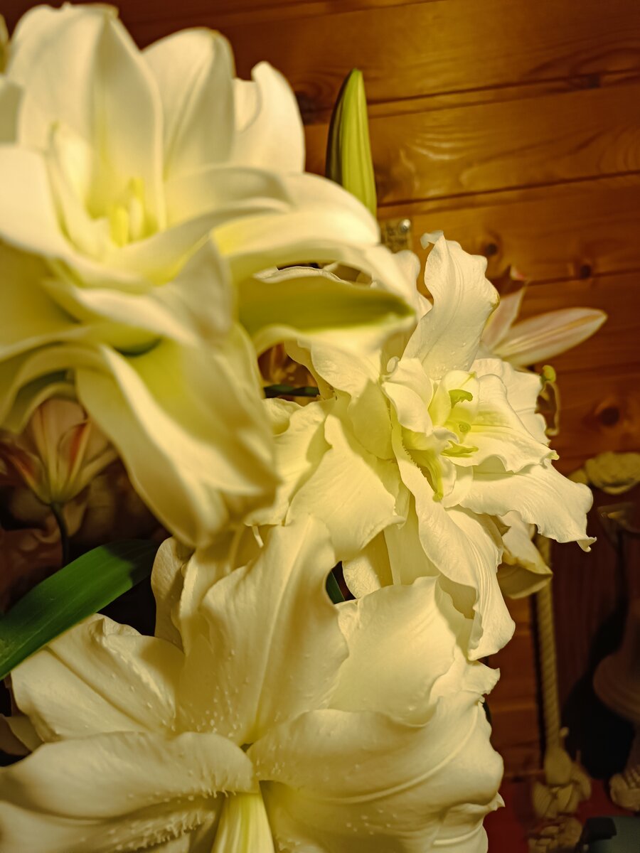 Лилии, подаренные мне моими детьми на День рождения. 
