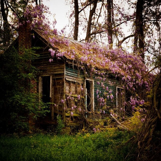 Старые дома живые. Заброшенный дом в лесу. Старый дом. Заброшенный домик в лесу. Заброшенные Лесные домики.