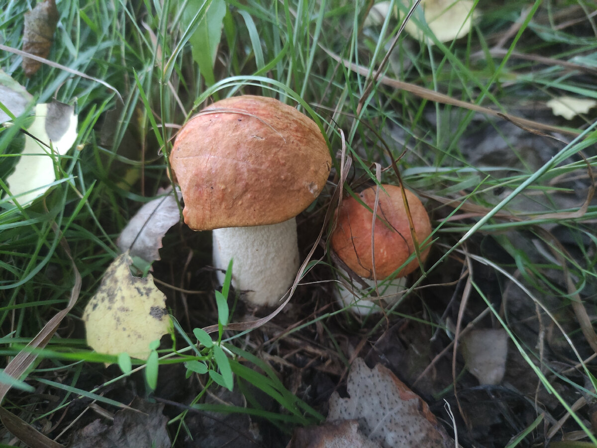 Подосиновики