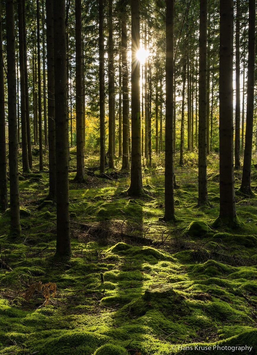 Яндекс картинки.