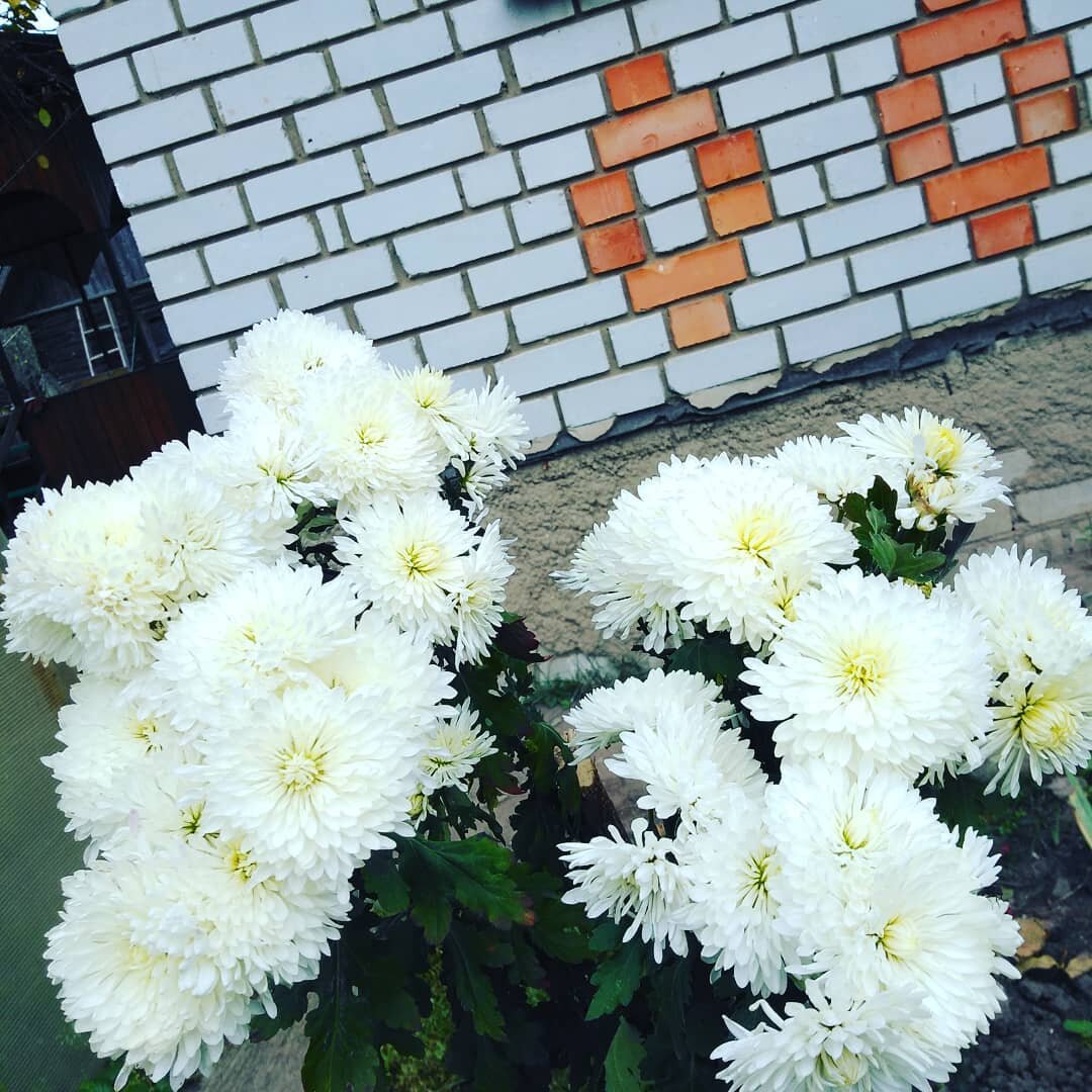 Осень рядом - цветут хризантемы в саду.