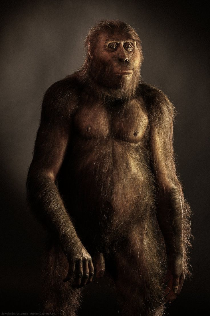 Ранние гоминиды. Австралопитек афарскский. Australopithecus Afarensis (австралопитек афарский). Хомо хабилис австралопитек. Австралопитек афарский в полный рост.