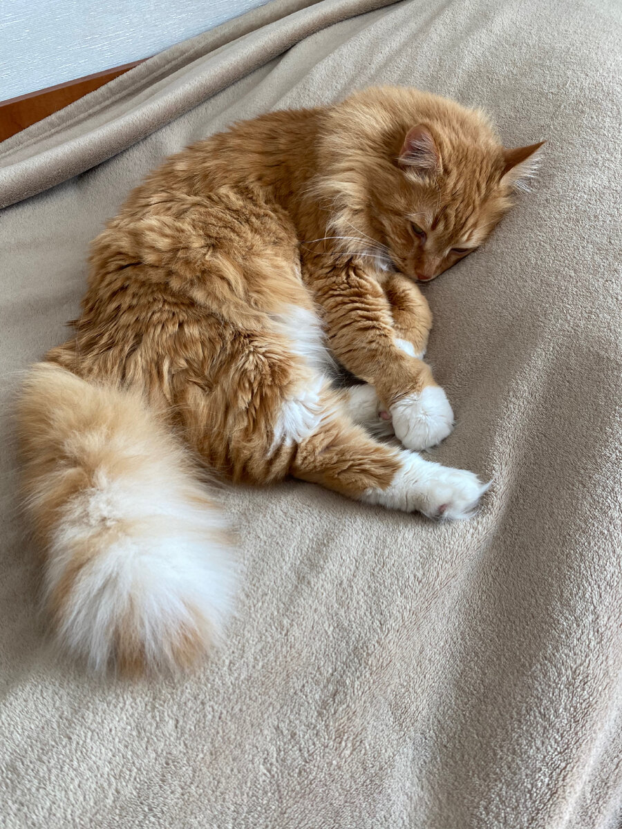 Это Йося, моя сладкая булочка, ему почти 6 лет