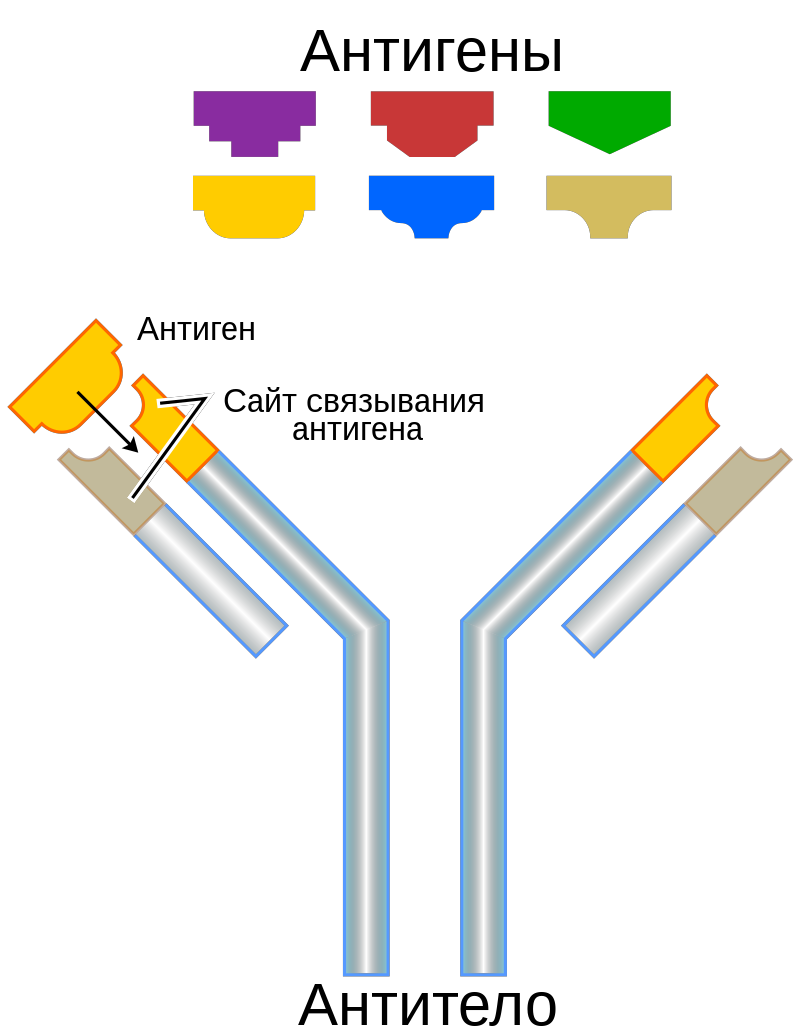 строение молекулы антитела
