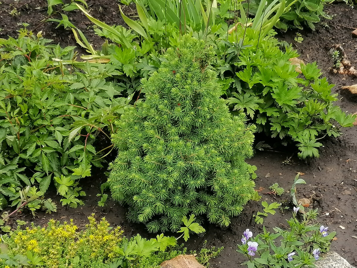 Карликовая ель коника