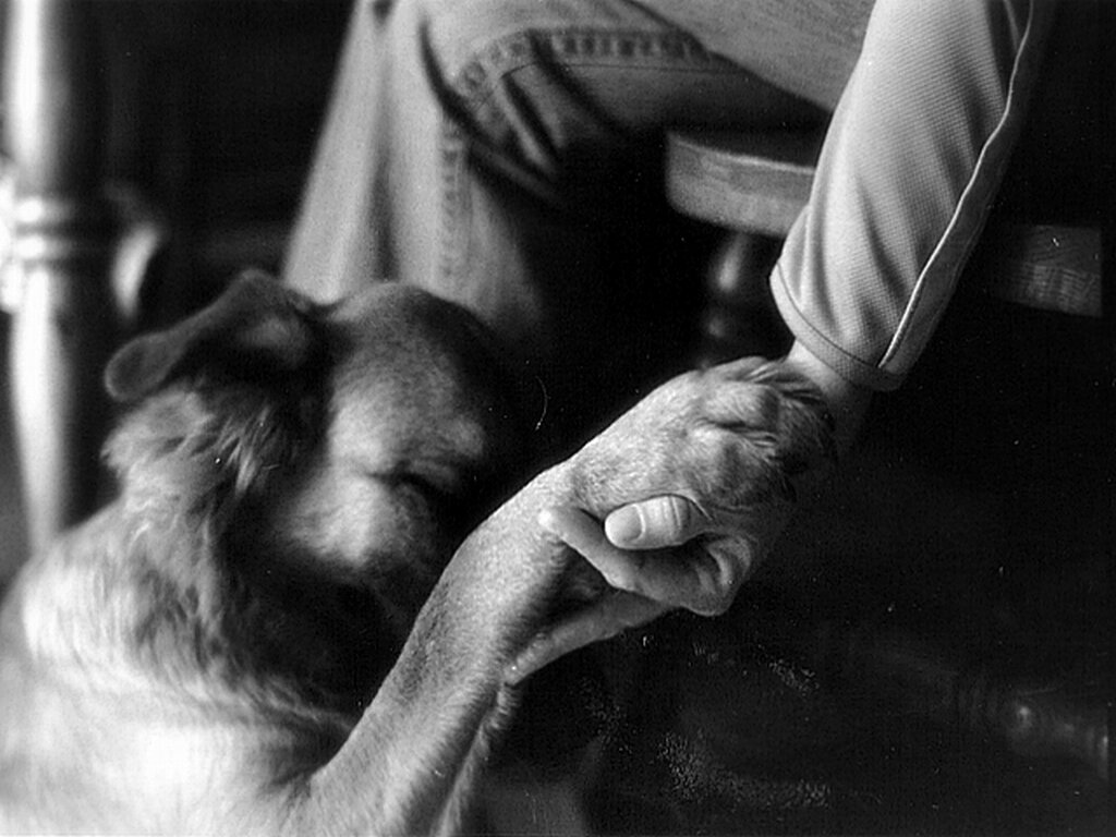 гроб с прозрачной крышкой. помощник для умерших 122 дзен. березники всплывающие гробв. помощник для умерших 122 дзен. гроб со стеклянной крышкой.