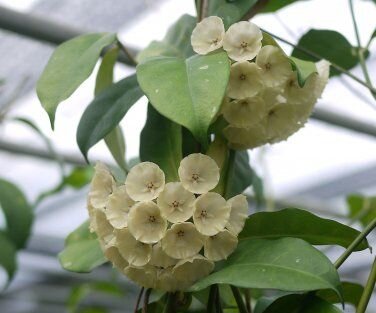 Hoya cystiantha