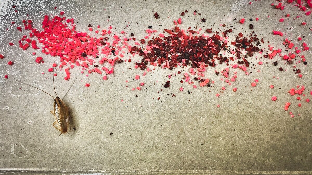     Работники метро в Нижнем Новгороде еженедельно ведут борьбу с насекомыми в подземке. Об этом NewsNN рассказали в МП «Нижегородский метрополитен».