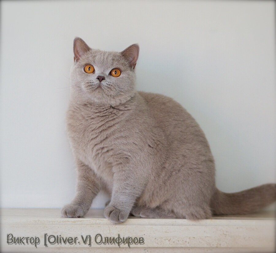 Лиловая британская кошка Roxy High Class*RU из питомника gala-cat.ru