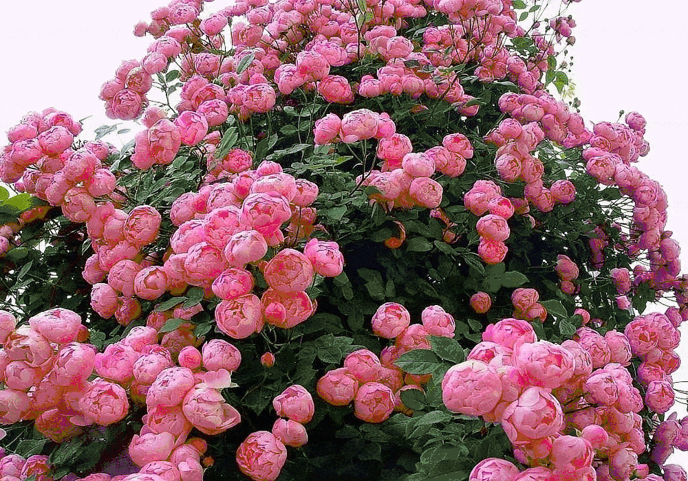 Кустовые розы — описание и фото лучших сортов для сада