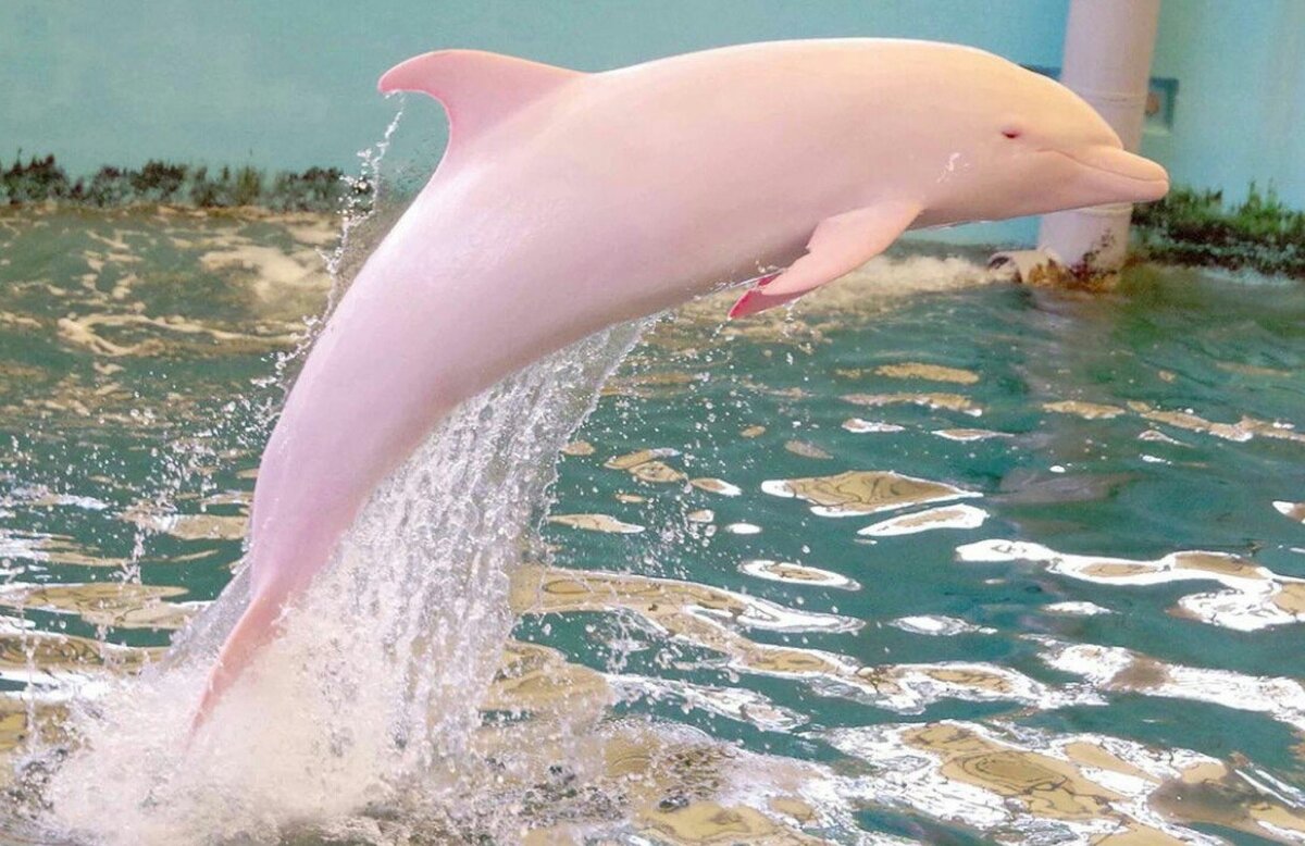 дельфин боуто