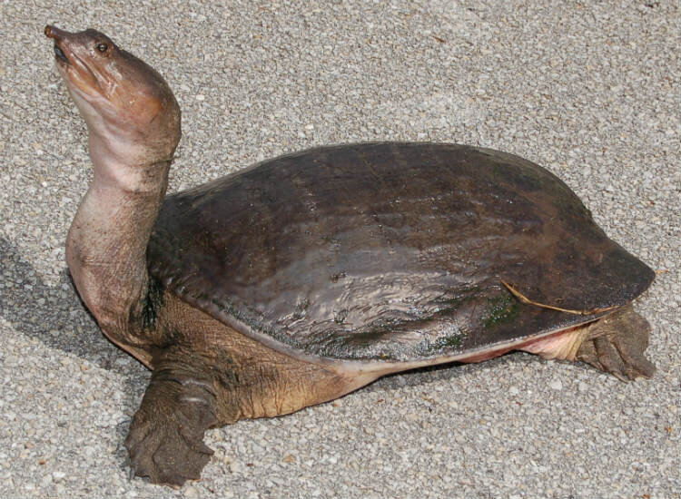 Гладкий трионикс (Trionyx muticus): описание, особенности, образ жизни