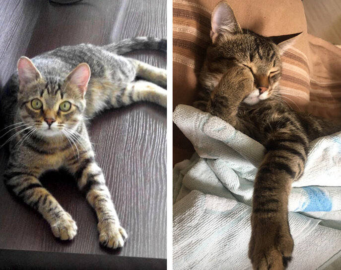 Мой любимый лентяй)