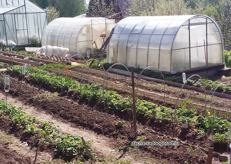 Это мой огород. Грядки стационарные приподнятые, но пока что не все огражденные: только с одной стороны, потому что у нас участок с уклоном в сторону соседки