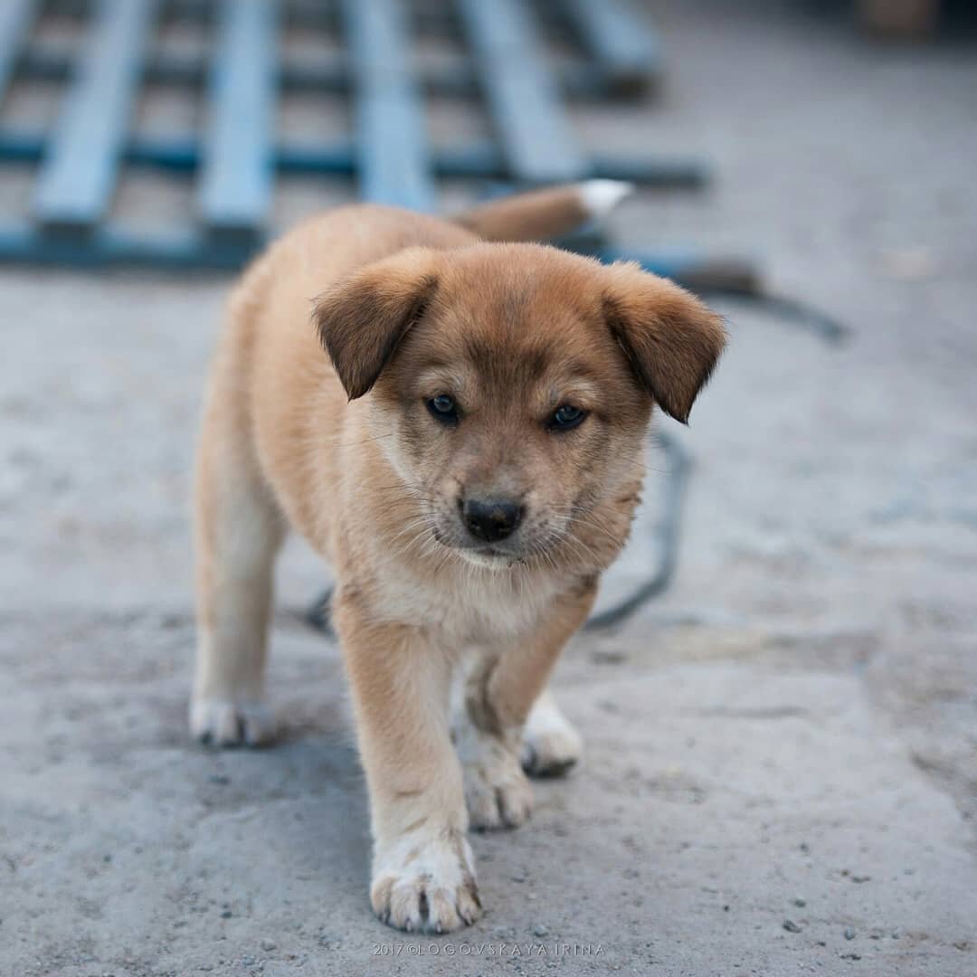 Мимо этой лапы я пройти не мог.