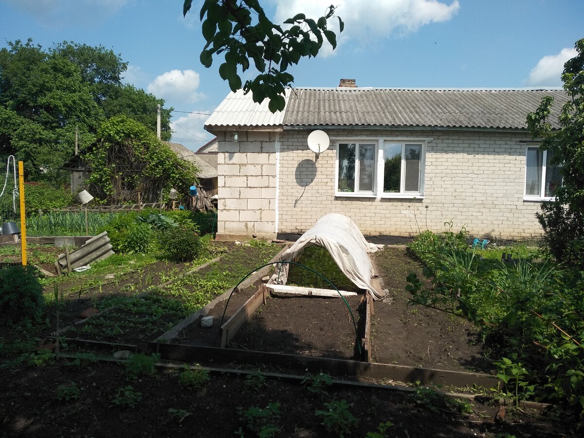 Мама занимается выращиванием "своего " на огороде, и вот чем это оборачивается...