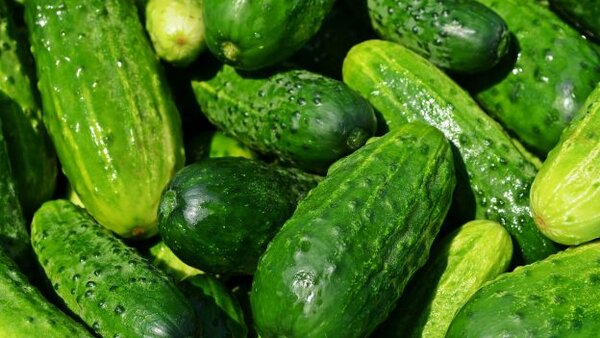 Чем опасны огурцы: 5 мифов о вреде овоща