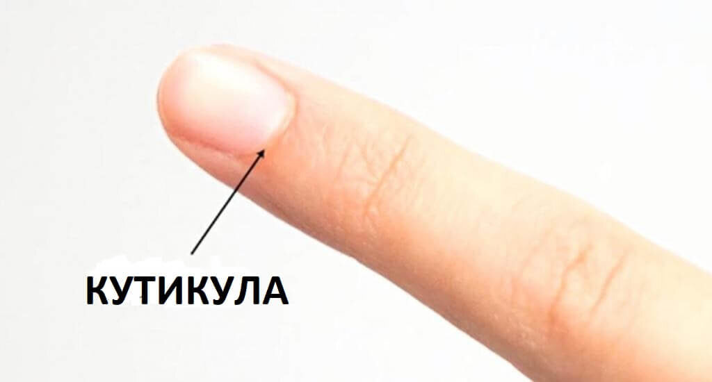 Правила ухода за кутикулой: все средства и процедуры | Журнал NAILS | Дзен