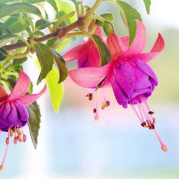 https://pixabay.com/photos/fuchsia-flowers-macro-pink-purple-3383825/
