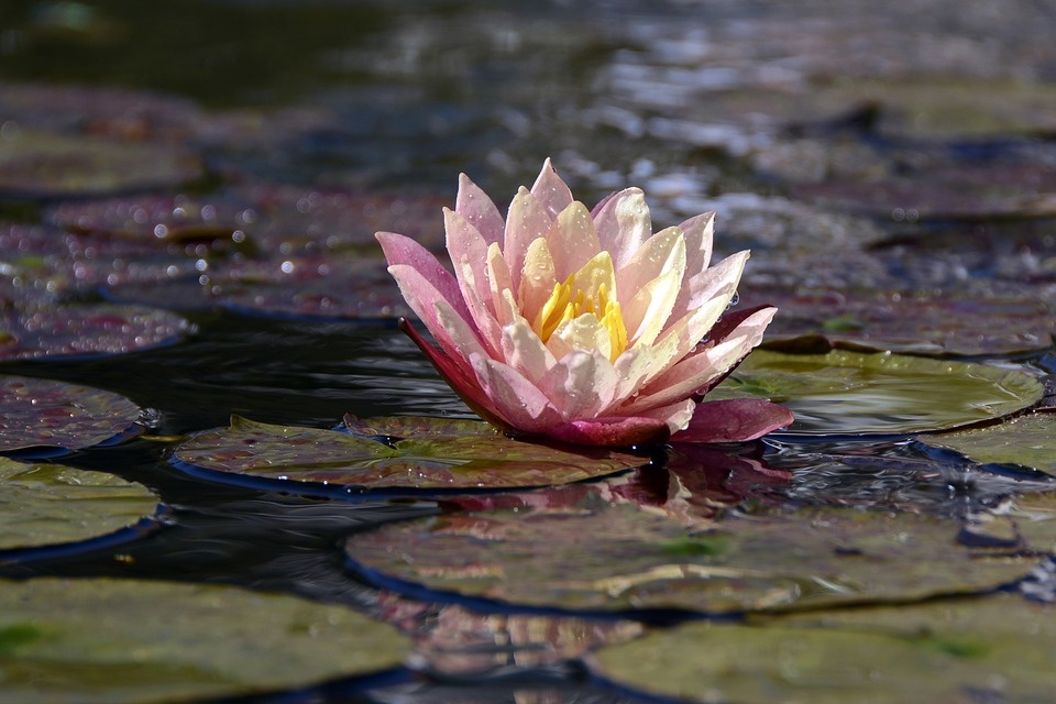 https://pixabay.com/ru/photos/водяная-лилия-водные-растения-цвести-1787002/