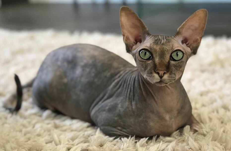 Мила
