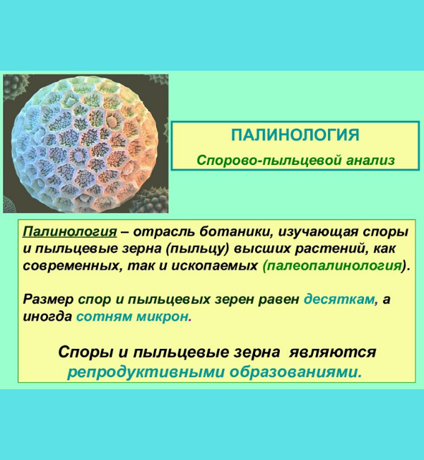 yandex.ru/search/?text=палинология&lr=2&clid=2139456-002