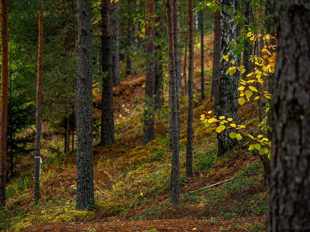 Тосненский район, недалеко от поселка Малукса // Листайте галерею ->