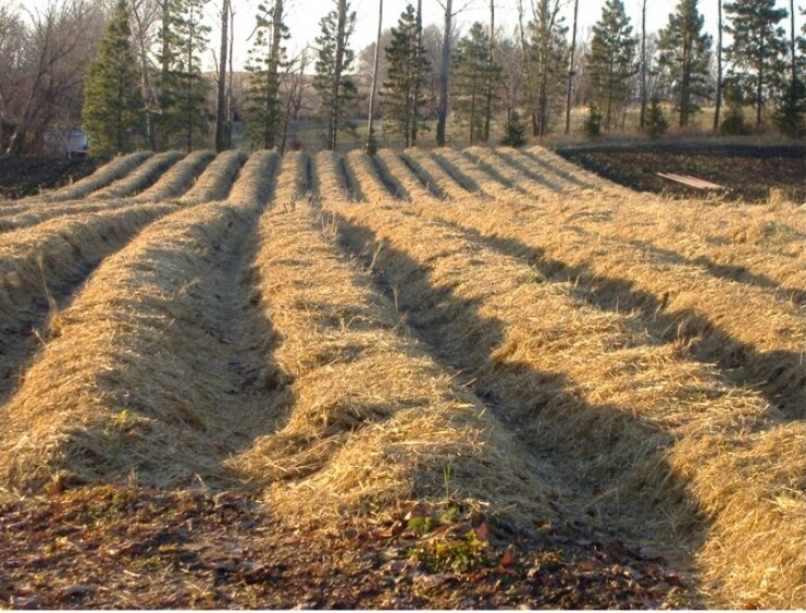 Клубника под сеном