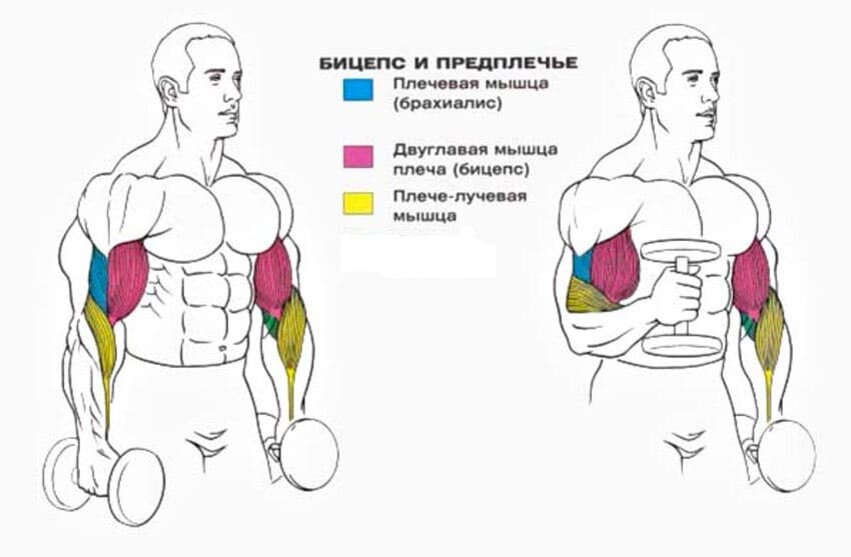 Сгибание рук. Молоты упражнение на бицепс с гантелями. Подъем гантелей на бицепс стоя мышцы. Упражнение молотки на бицепс с гантелями. Молотковый подъем гантелей на бицепс.