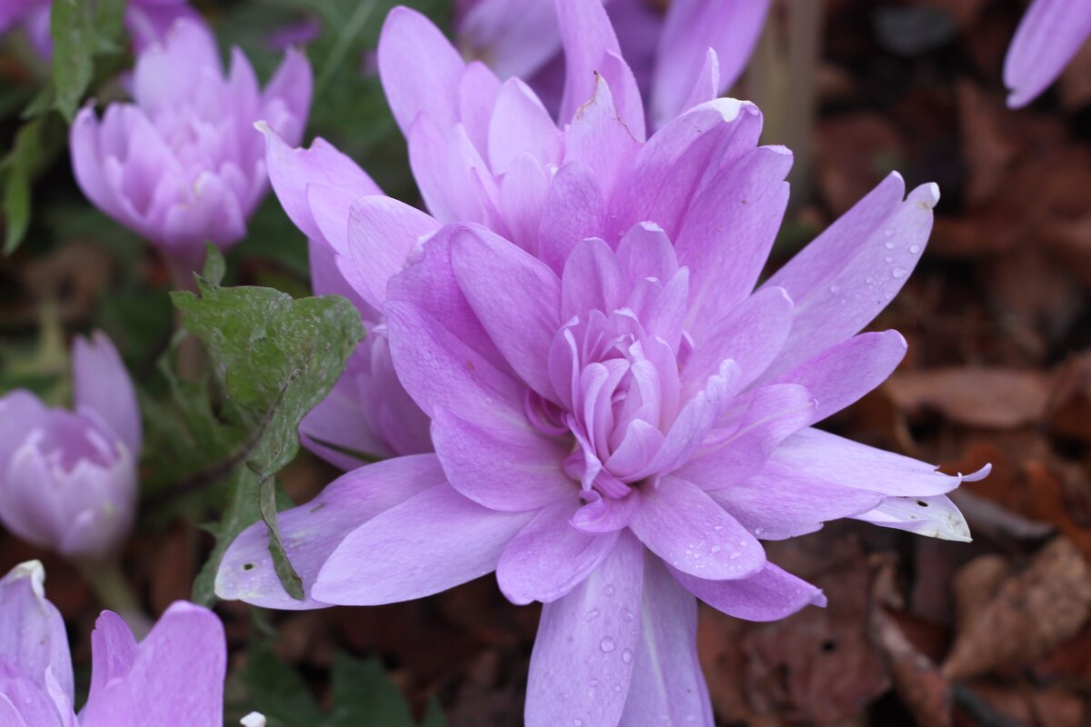 Безвременник великолепный Colchicum speciosum Stev