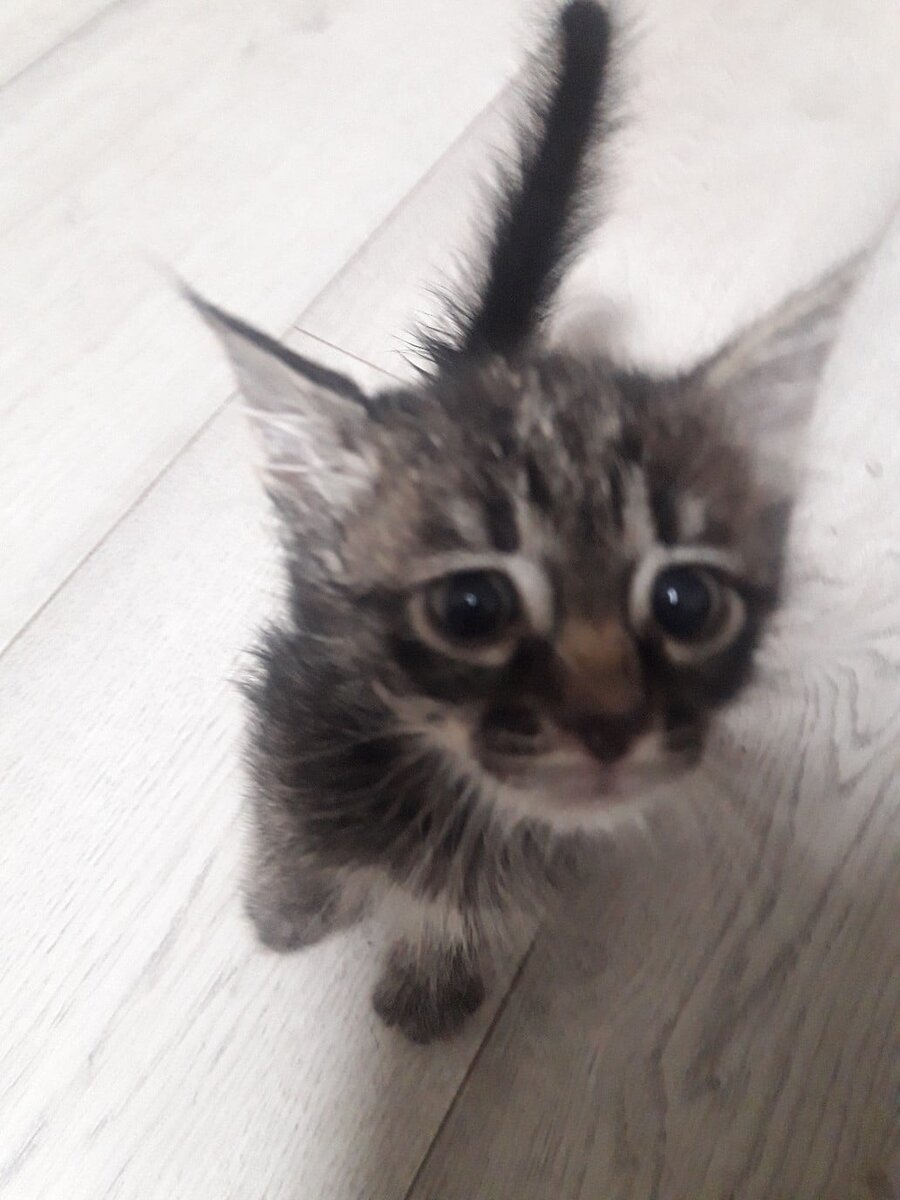 История Виктории и ее особенного питомца