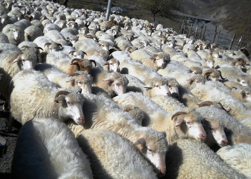 Отара овец на горной дороге