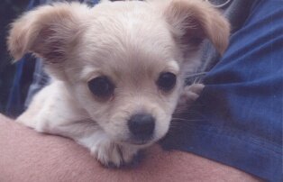 Первая встреча с Чаппи