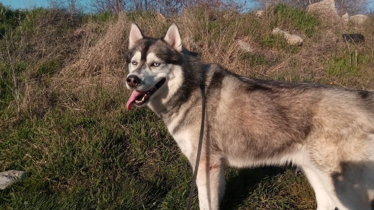 Мой пёс Бэст. Порода Сибирский хаски.