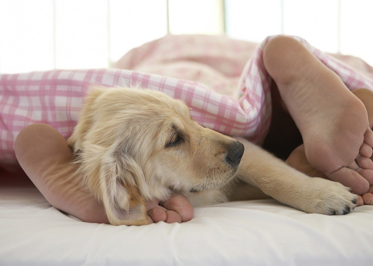 Как отучить собаку спать