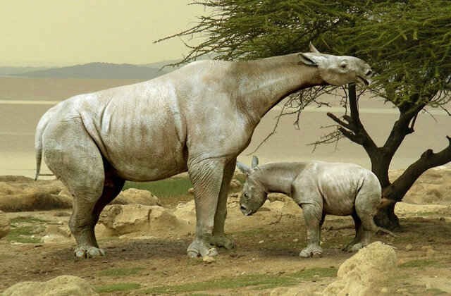 Индрикотерии — самые большие и тяжелые млекопитающие. Родственники современных носорогов
