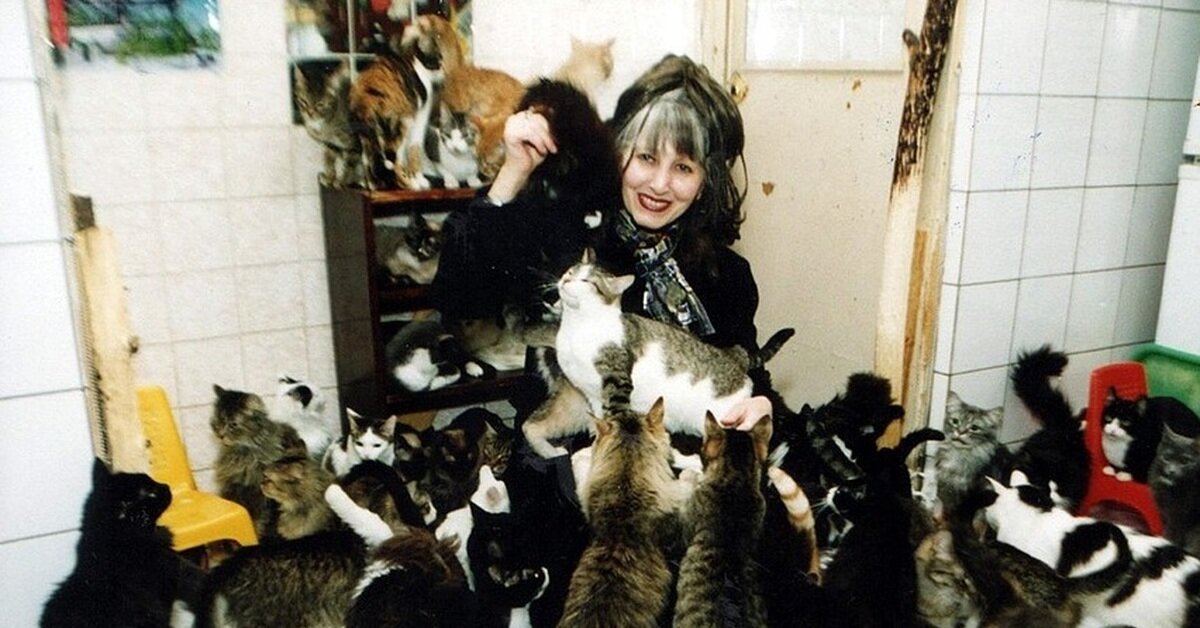 зачем любить, зачем страдать, возьми кота, а лучше - пять