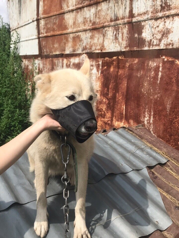 Самый дешёвый намордник. 